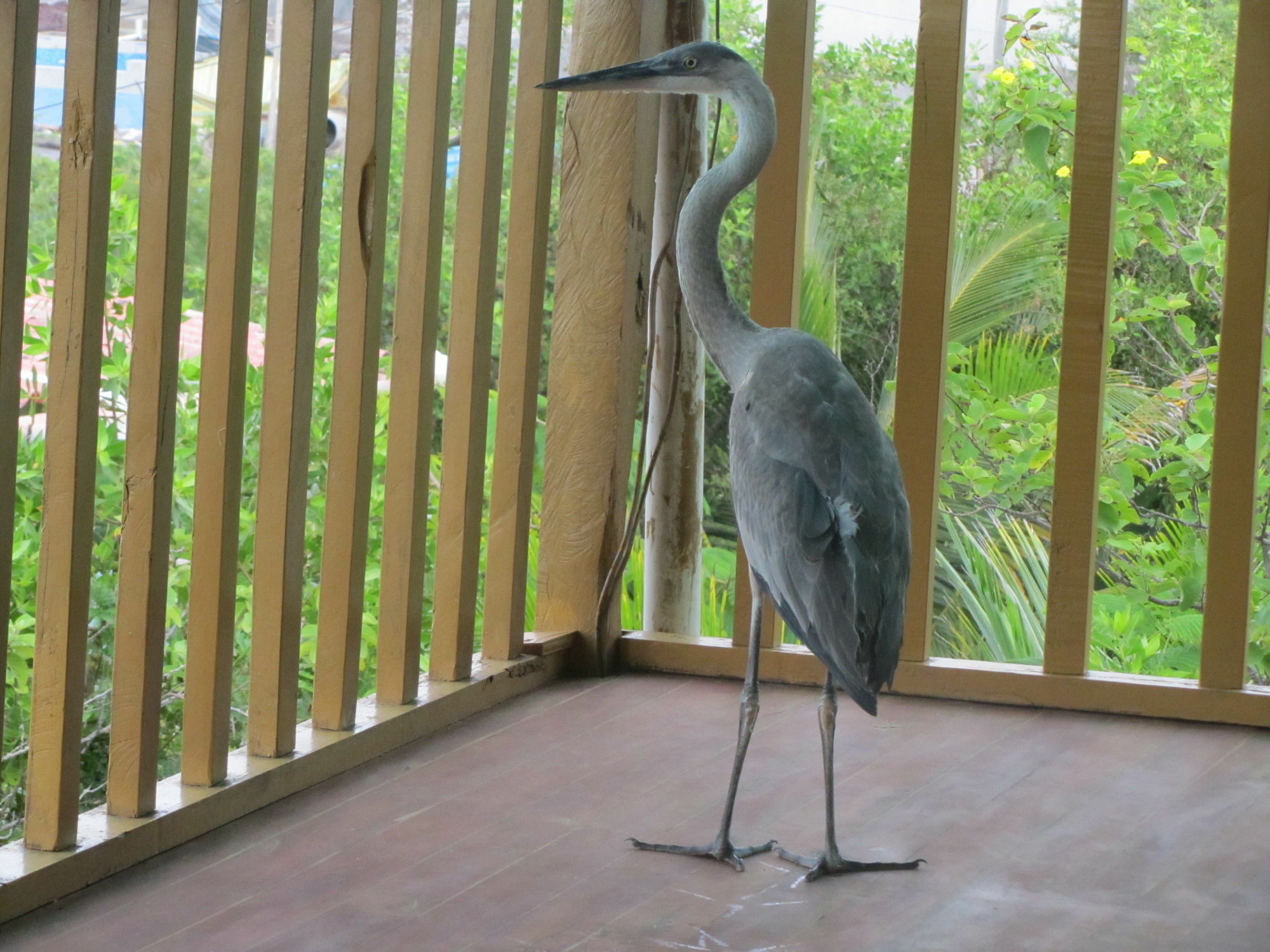 Galapagos Chalet Puerto Ayora  Eksteriør bilde